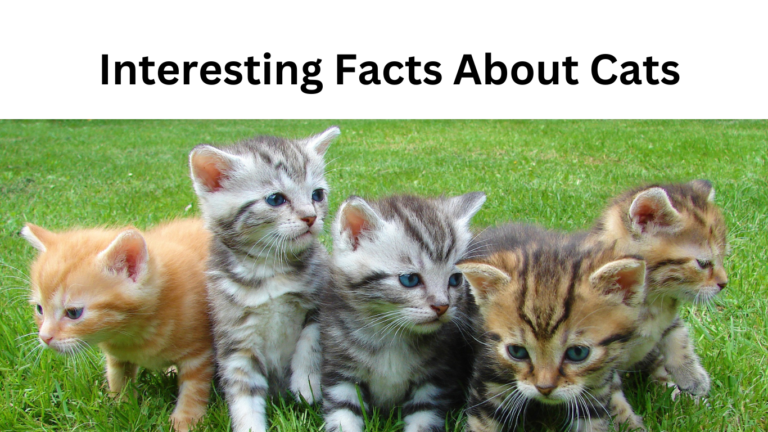 interesting facts on cats